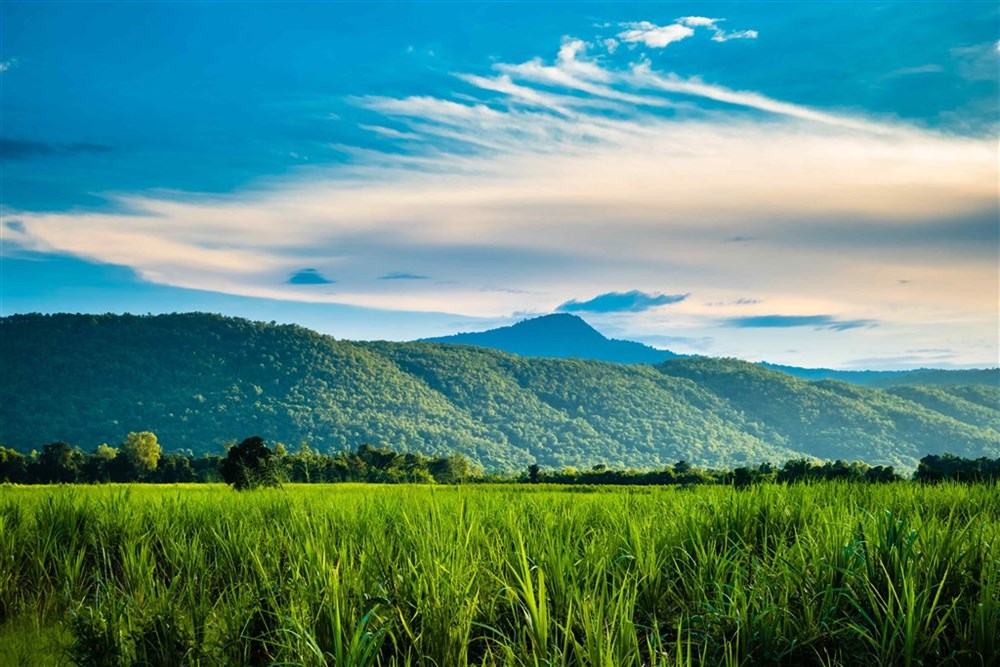 Sukhothai - rýžové pole, zdroj: CK Marco Polo